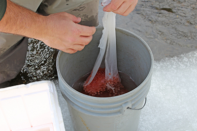 Placing salmon eggs in a large bucket