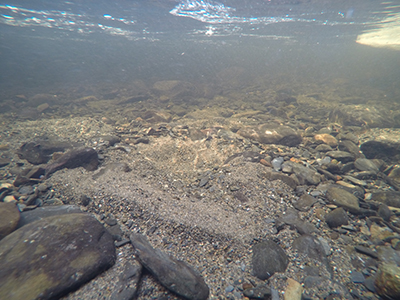Depression in the stream bed gravel